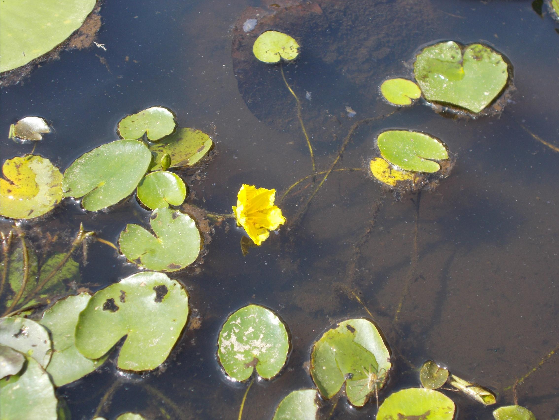 アサザの花