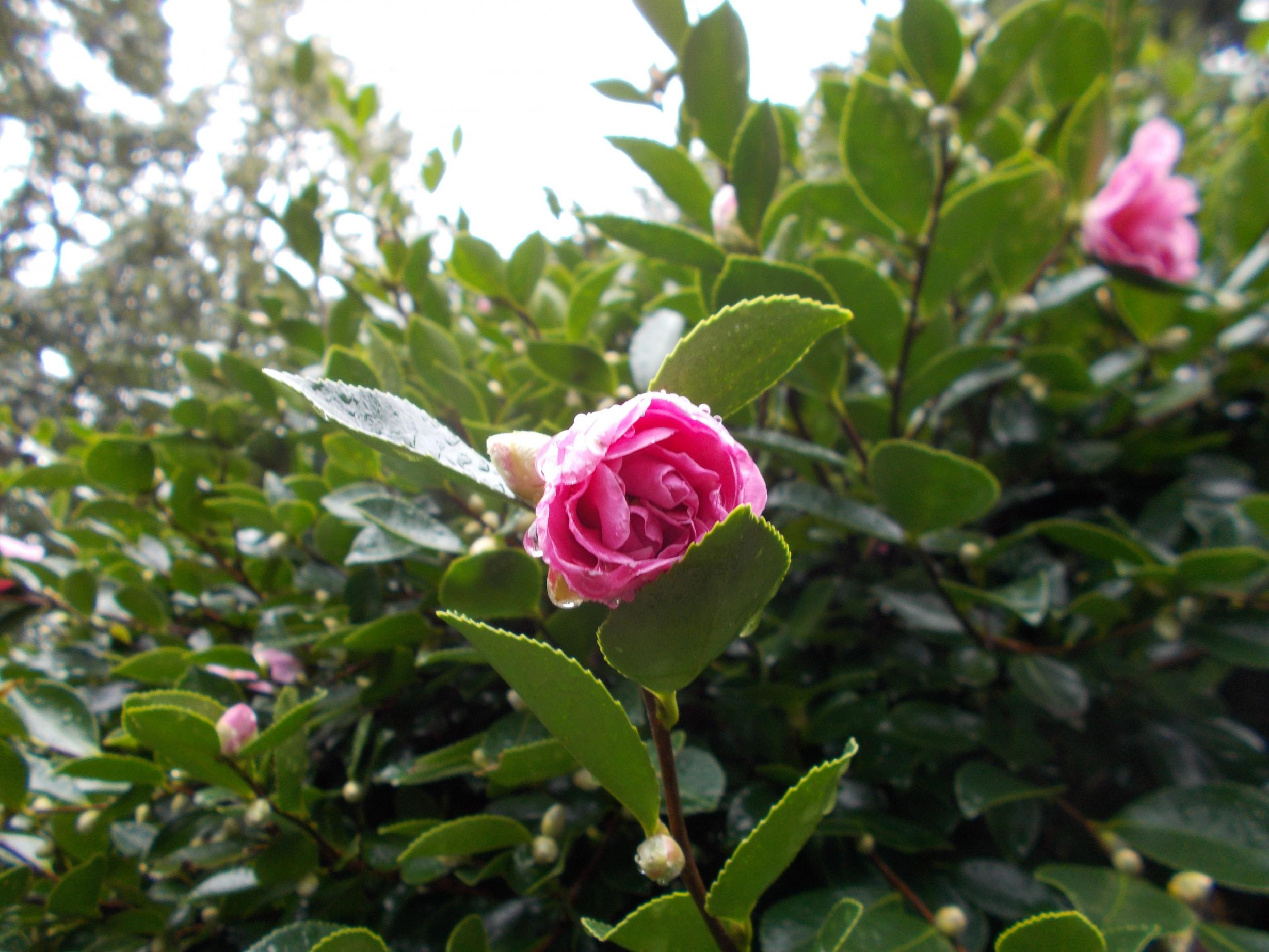 ツバキの花1