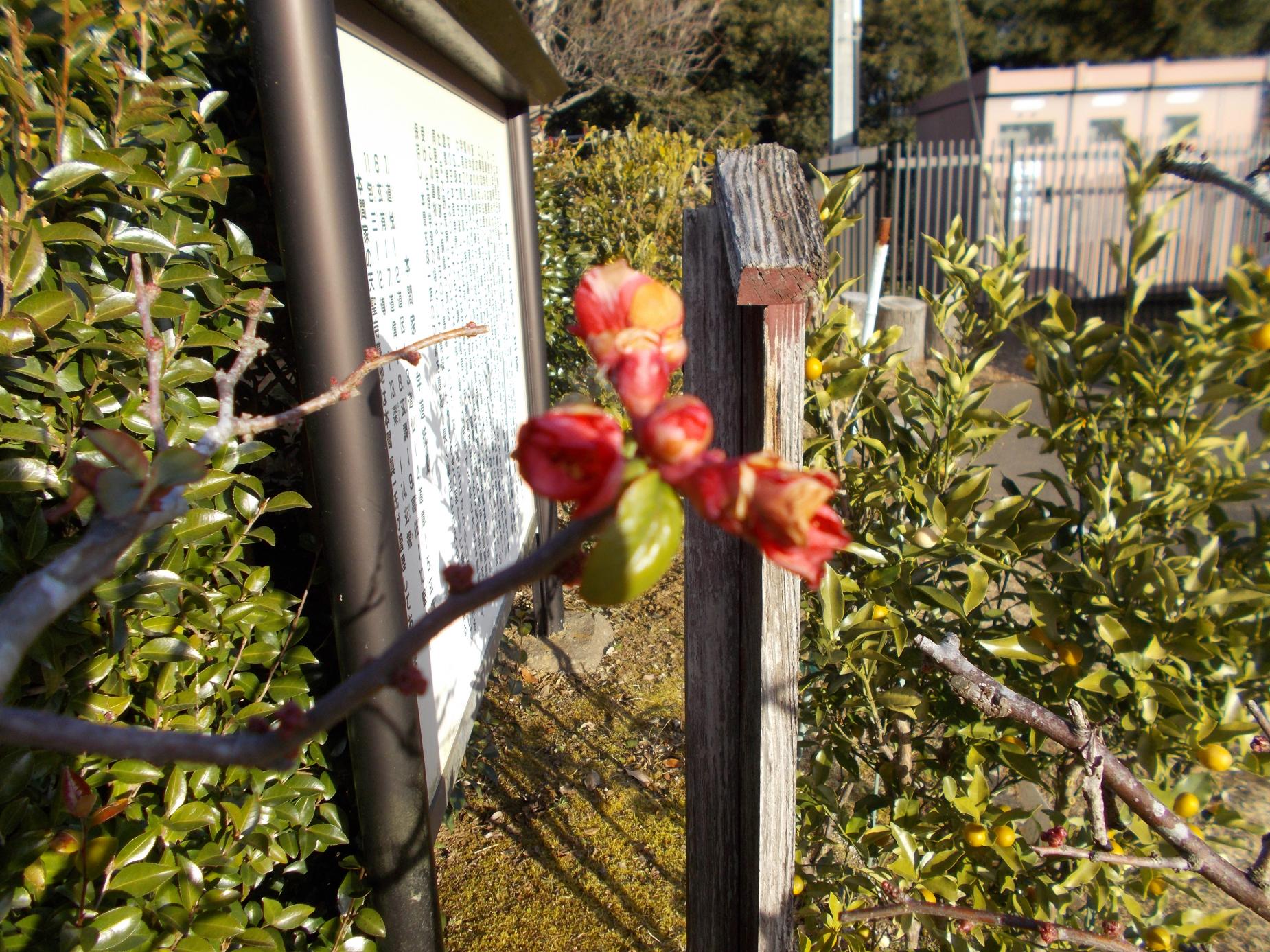 ぼけの花