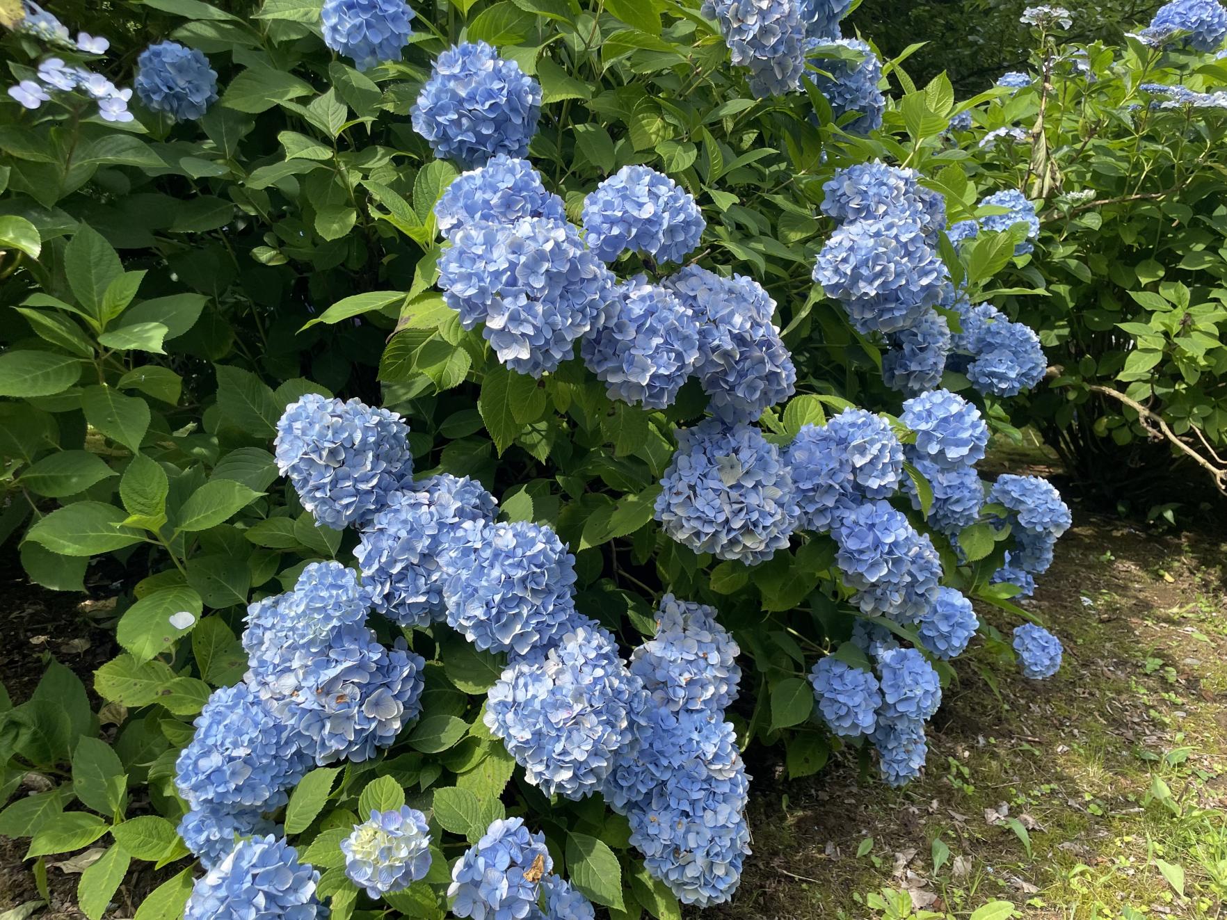 あじさい青