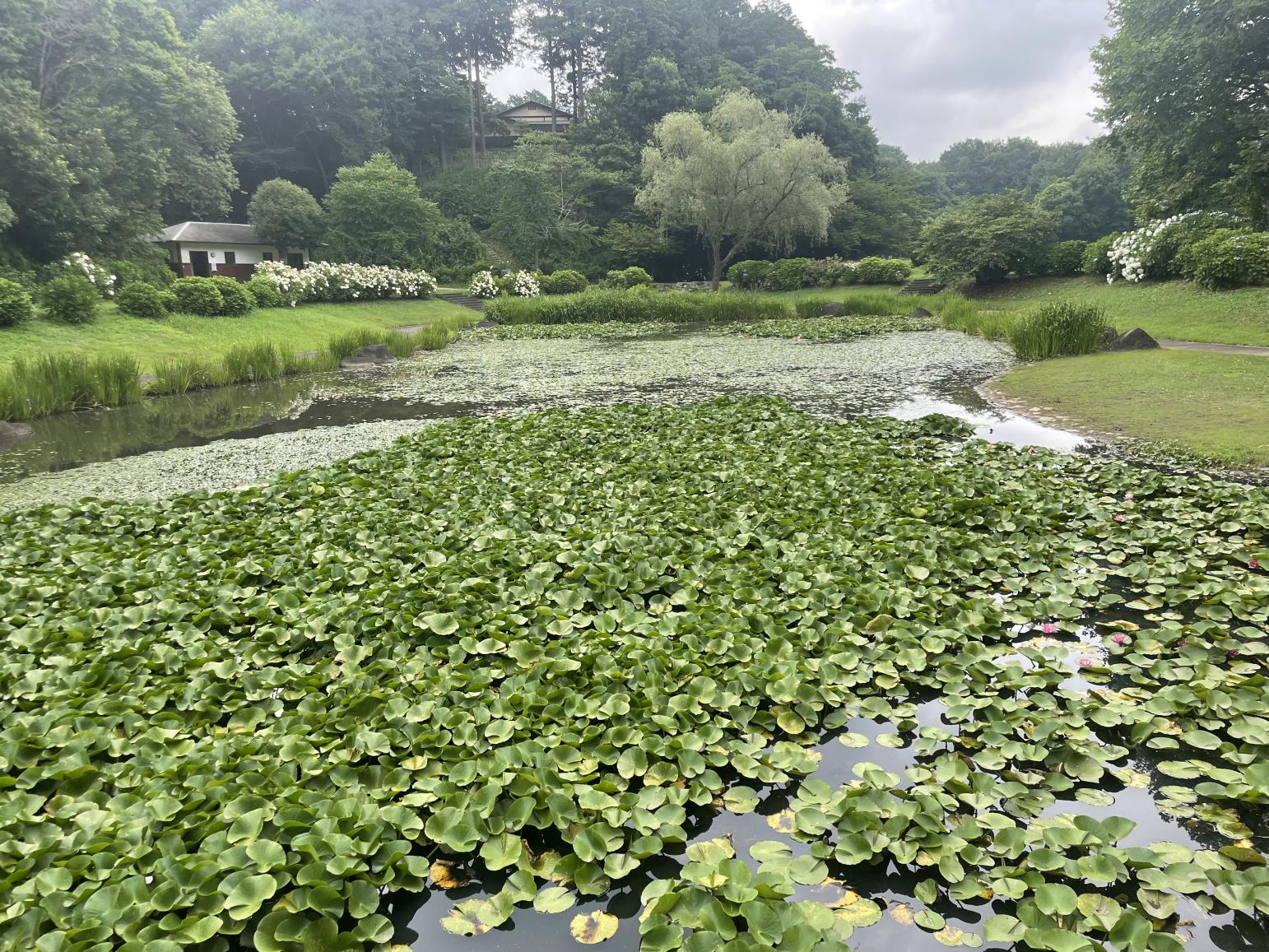 万寿池