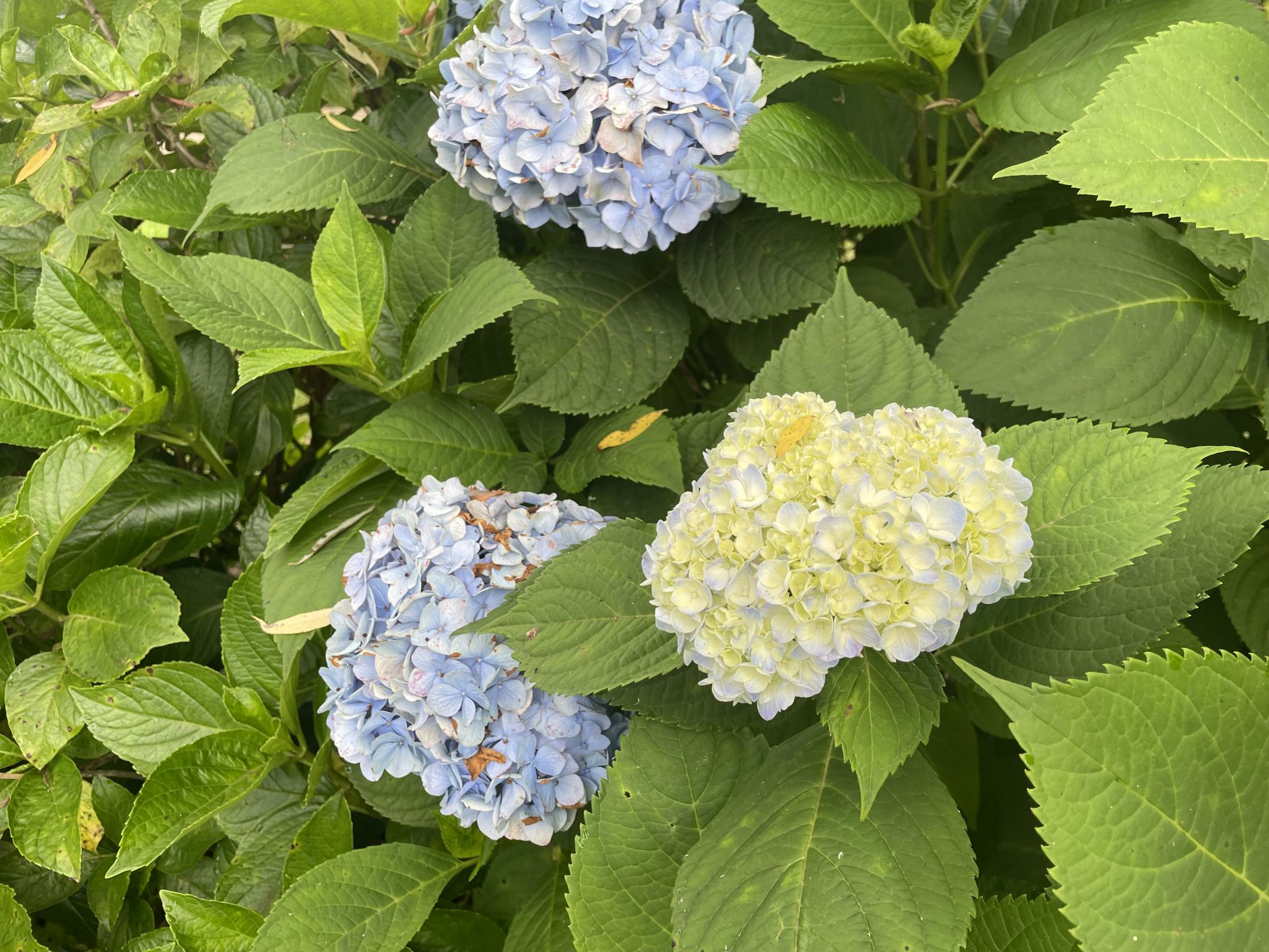 藍紫陽花