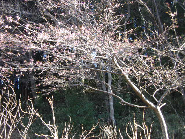 万寿池サクラ1 万寿池サクラ1