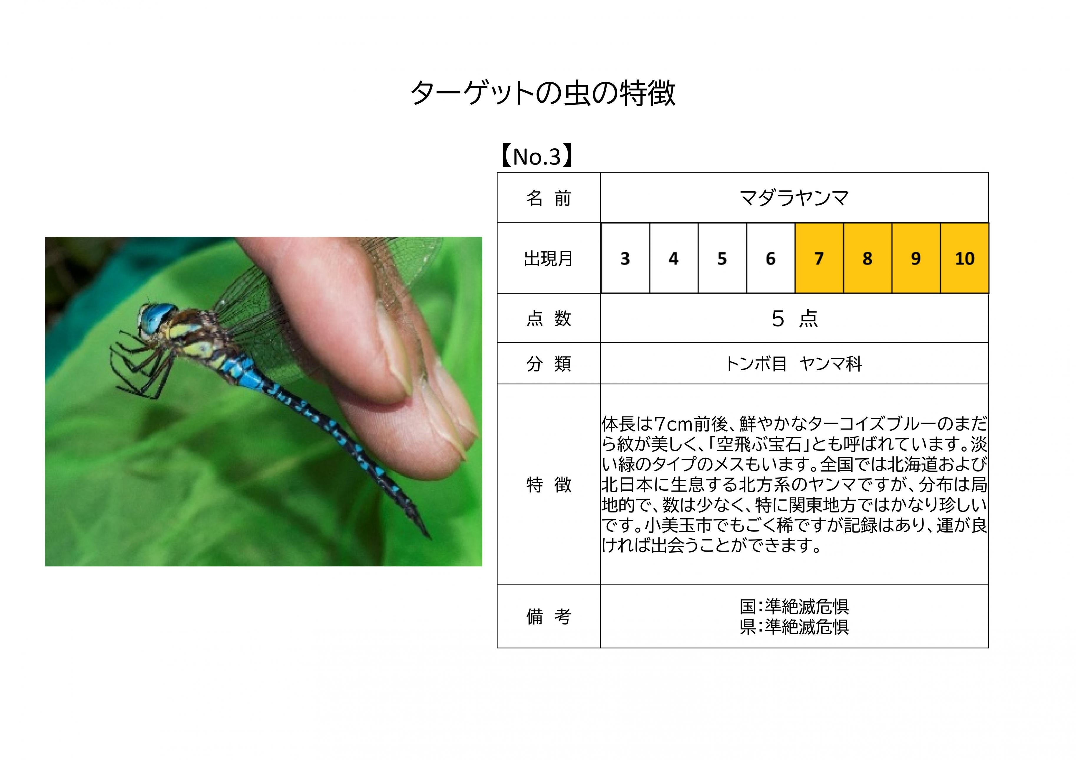 3.マダラヤンマ