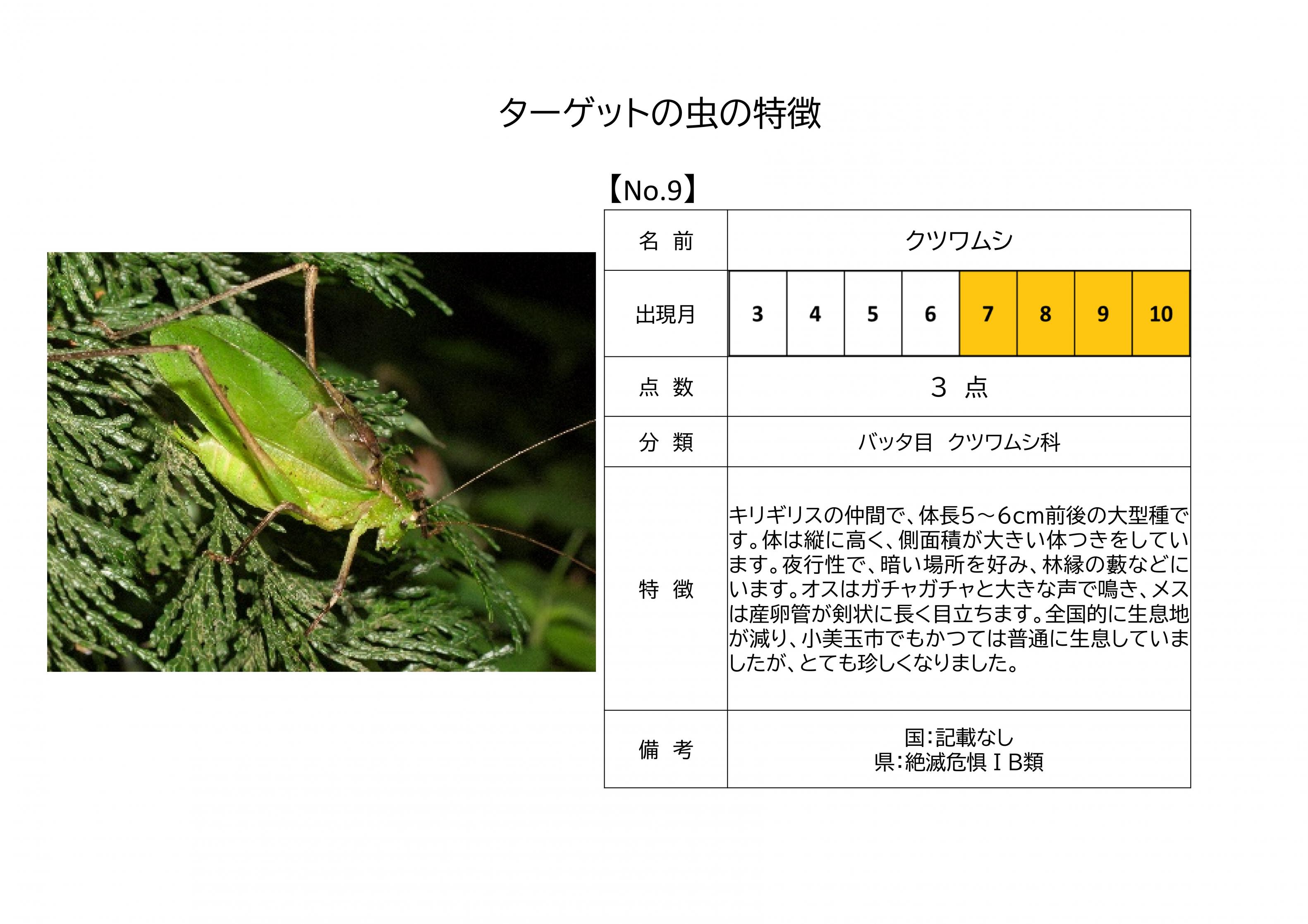 9.クツワムシ