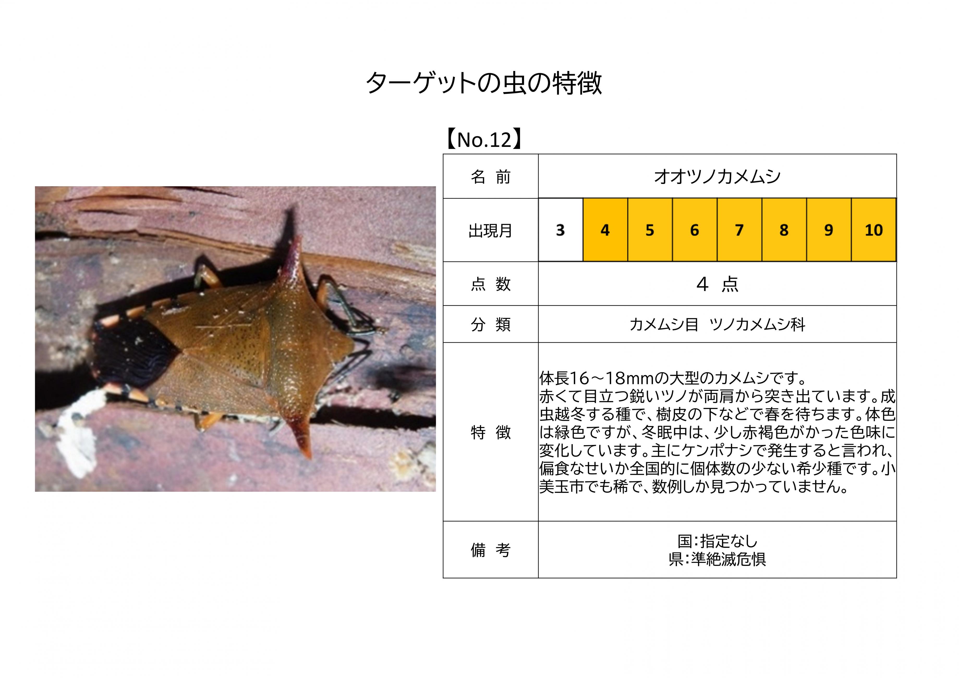 12.オオツノカメムシ