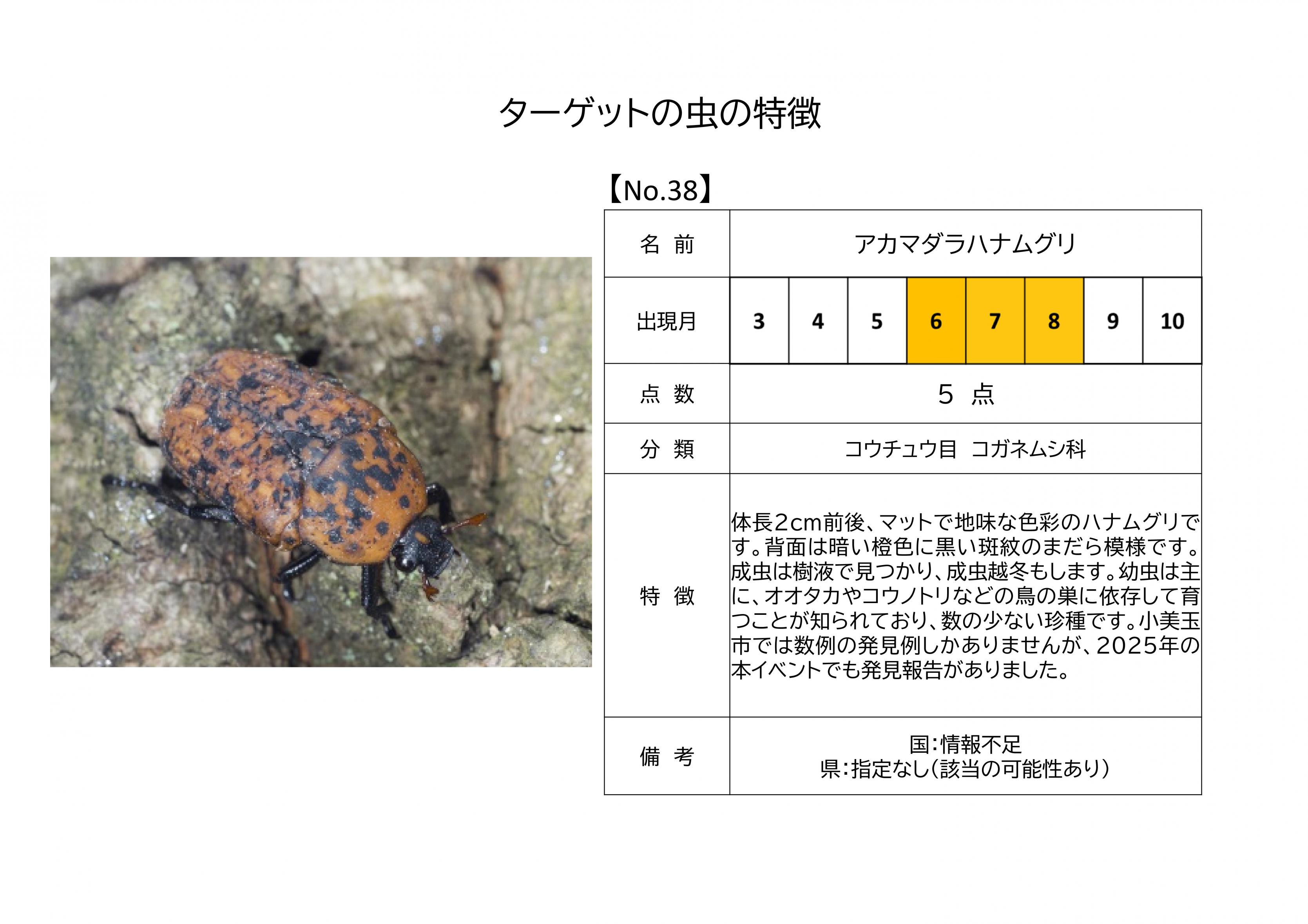 38.アカマダラハナムグリ