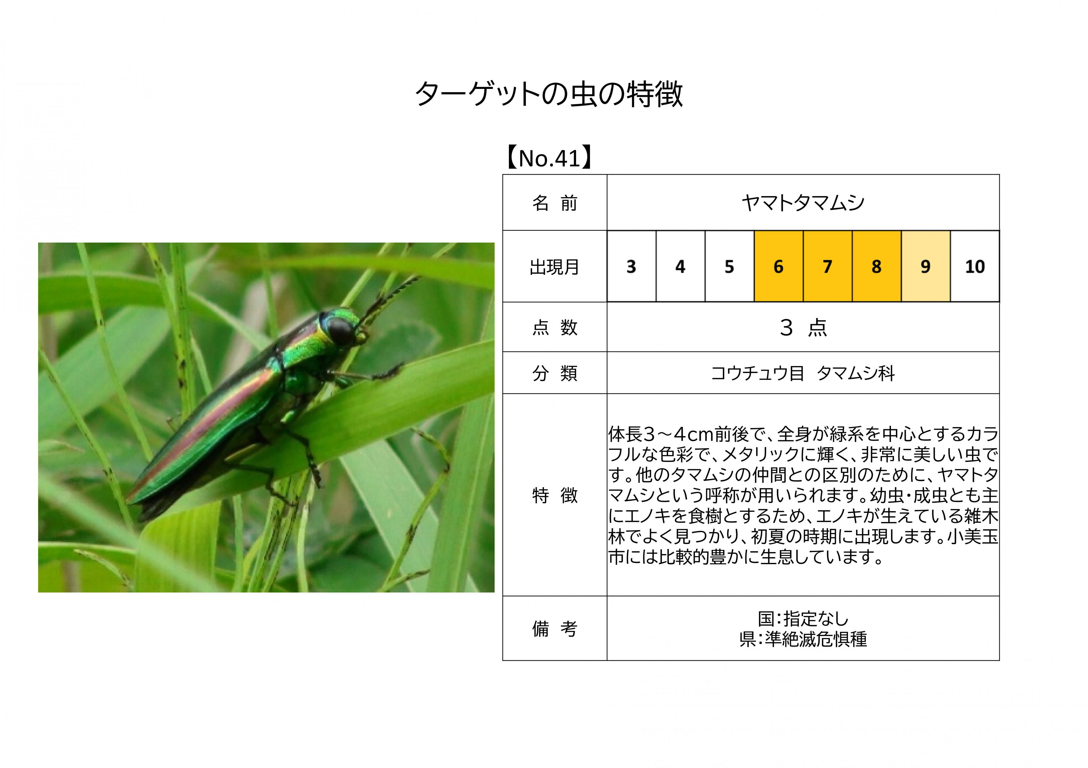 41.ヤマトタマムシ