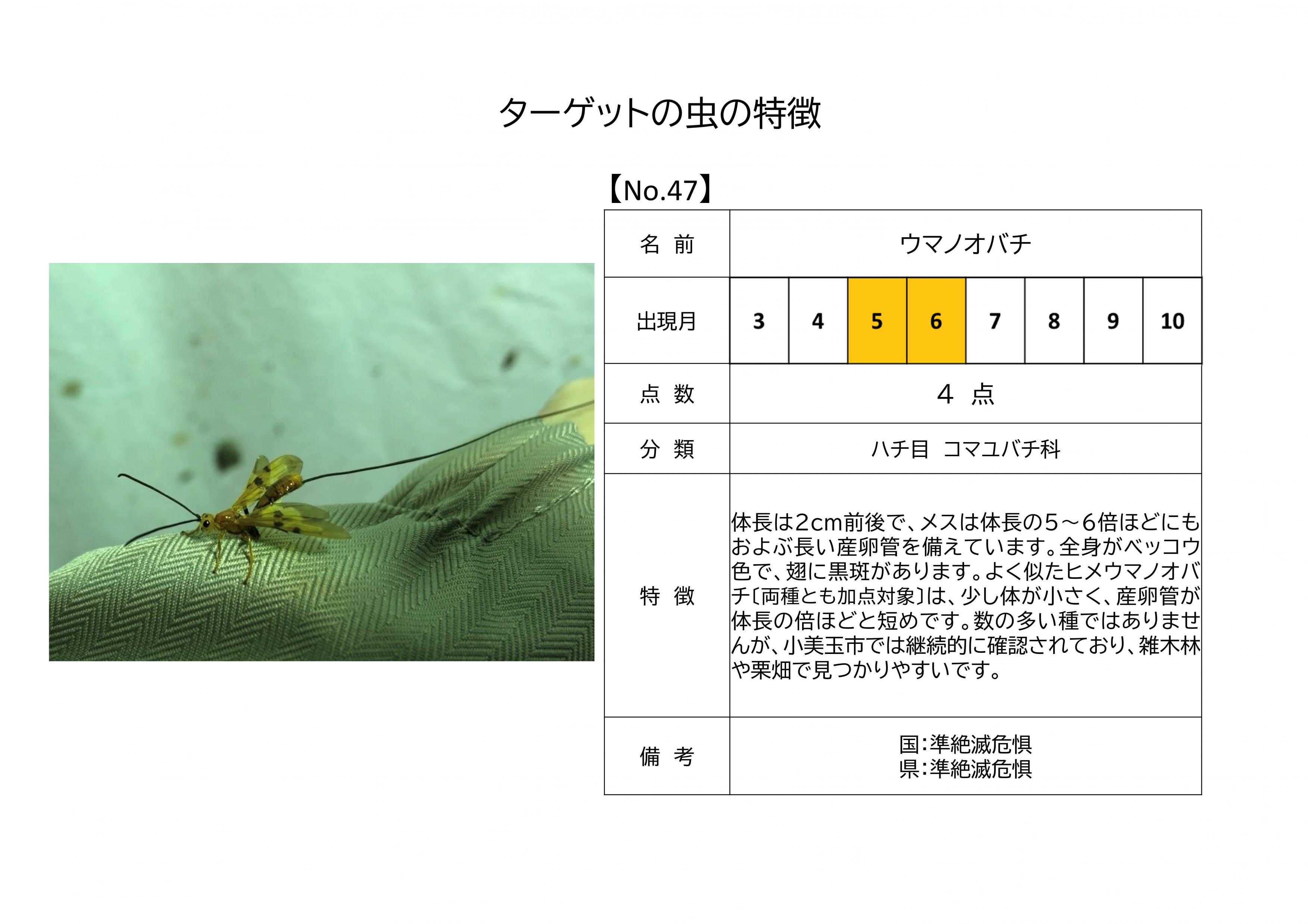 47.ウマノオバチ