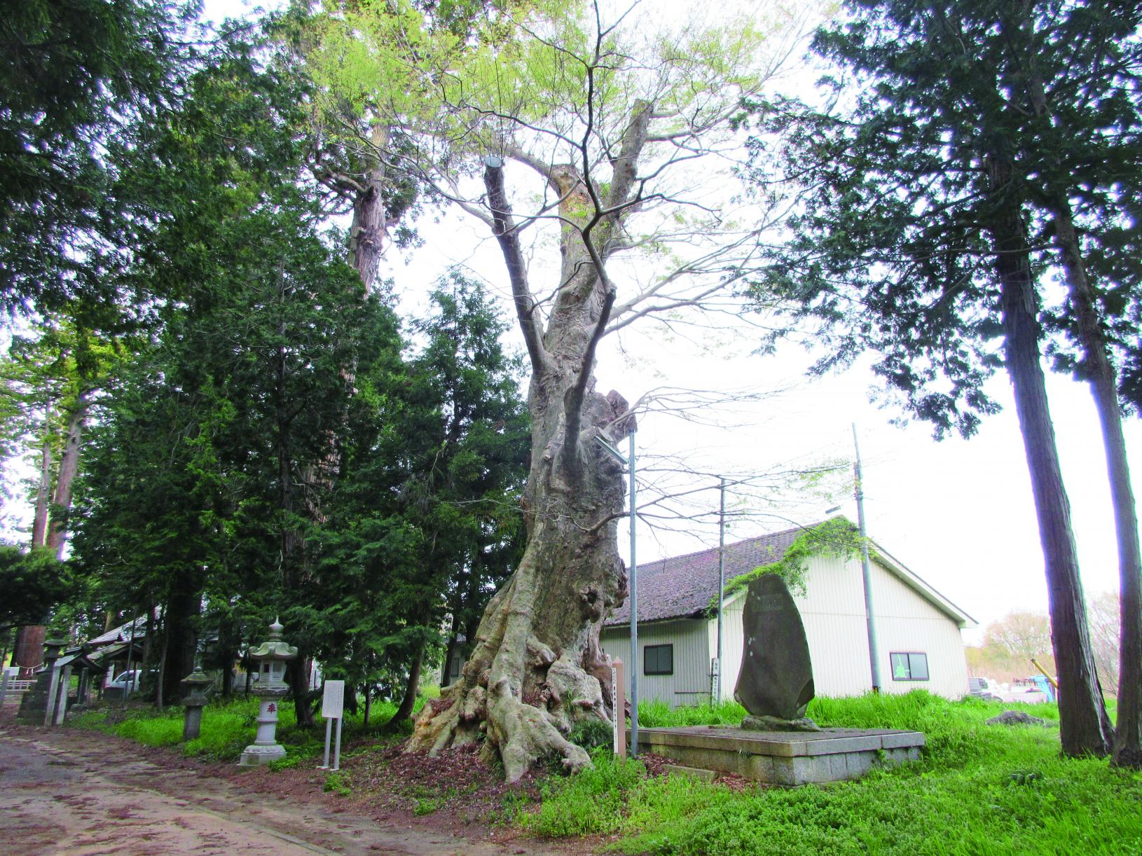 134鹿嶋神社のケヤキ 134鹿嶋神社のケヤキ