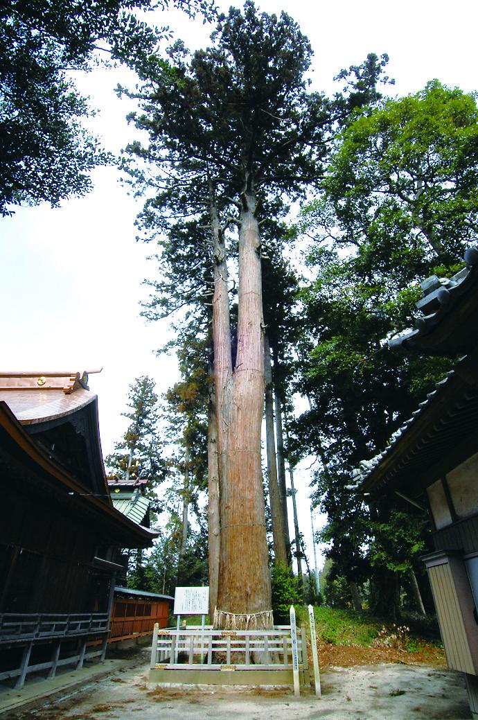 135鹿嶋神社の大杉 135鹿嶋神社の大杉