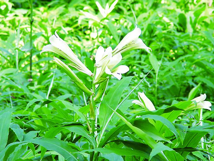 140ウバユリ 140ウバユリ