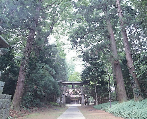 141大宮神社樹叢 141大宮神社樹叢