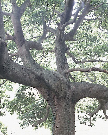 142愛宕神社樹叢 142愛宕神社樹叢