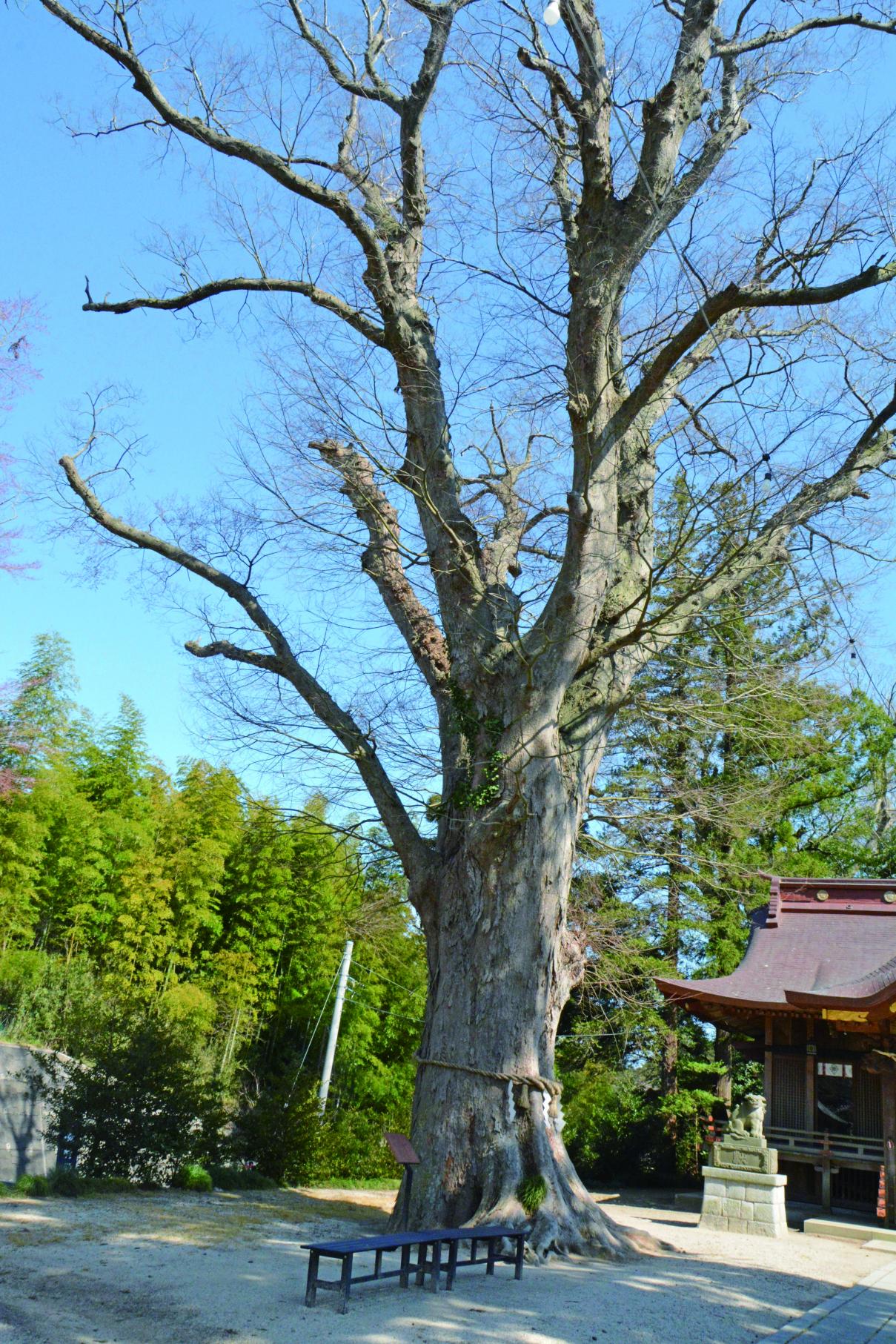 138素鵞神社のケヤキ 138素鵞神社のケヤキ