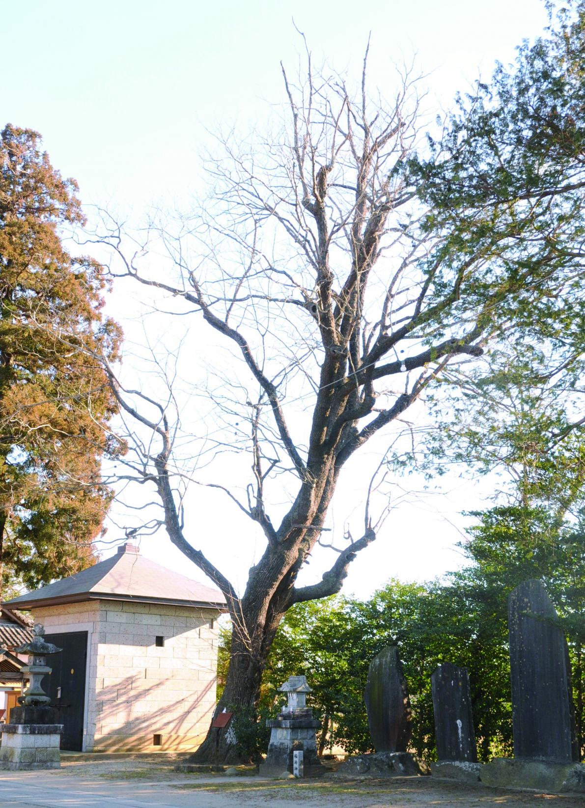 139素鵞神社のケンポナシ 139素鵞神社のケンポナシ