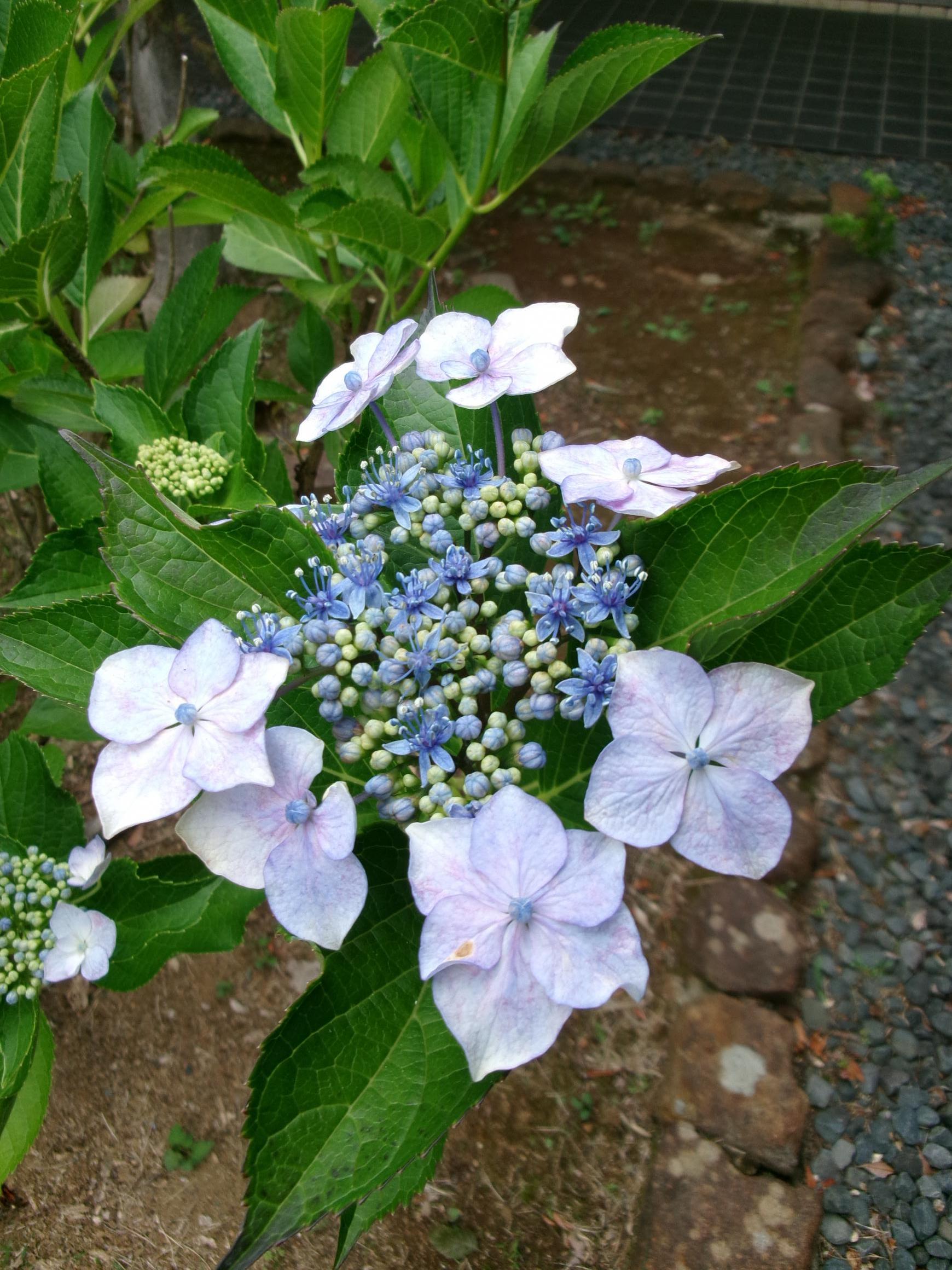 あじさい芝生広場3