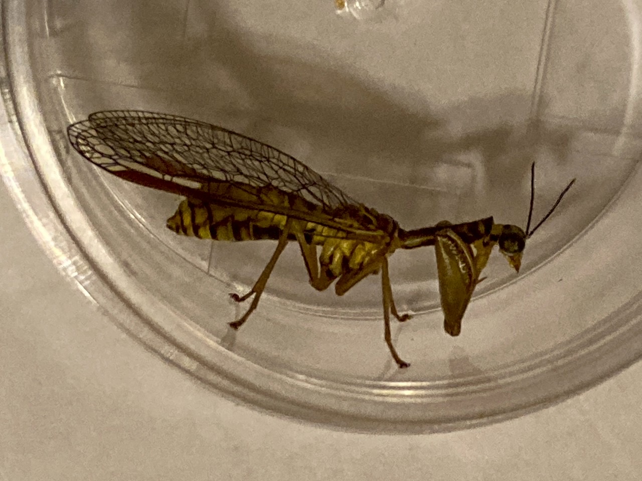 ヒメカマキリモドキ2
