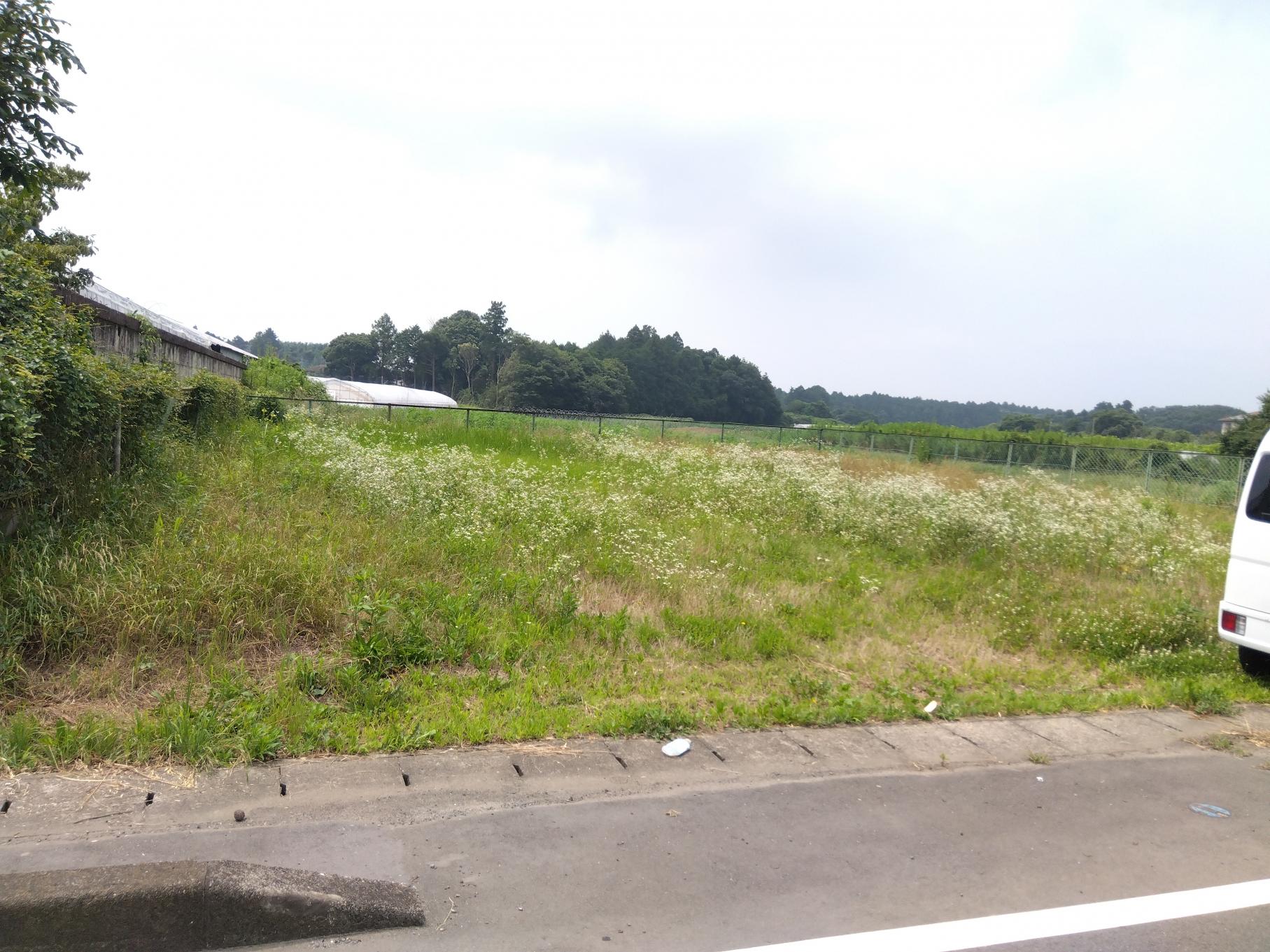 橘全景 橘全景