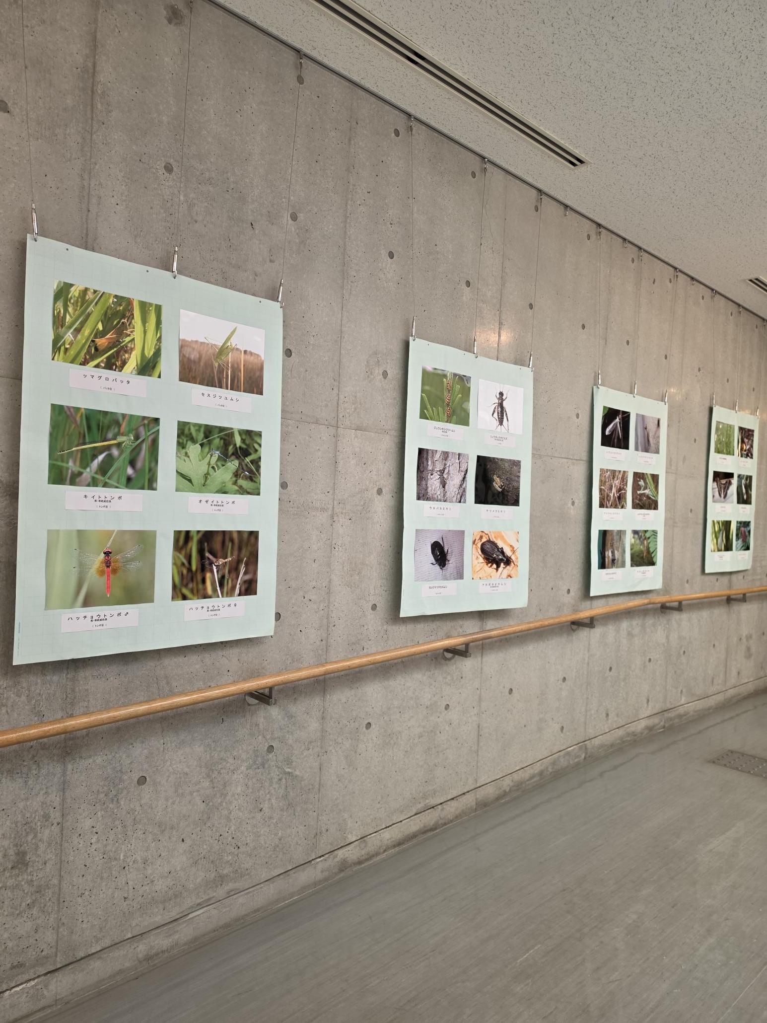 生物の会展示様子1