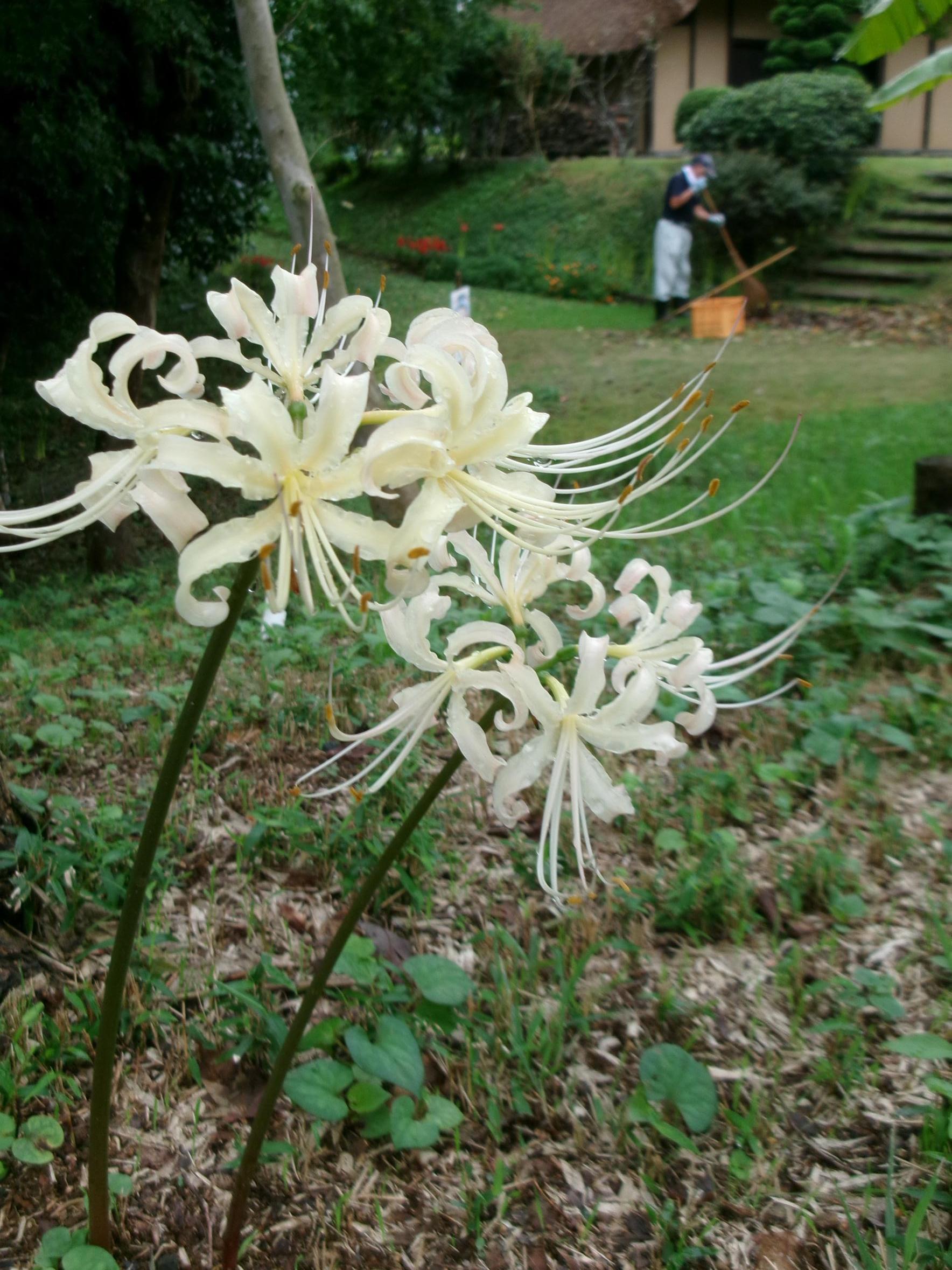 彼岸花3